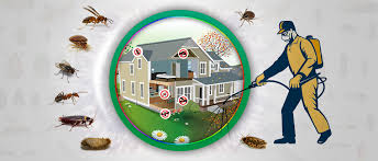 Termite treatment in Lahore