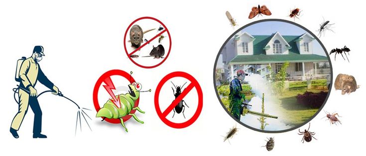 pest treatment services