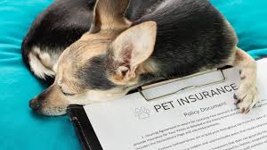 Pet Insurance