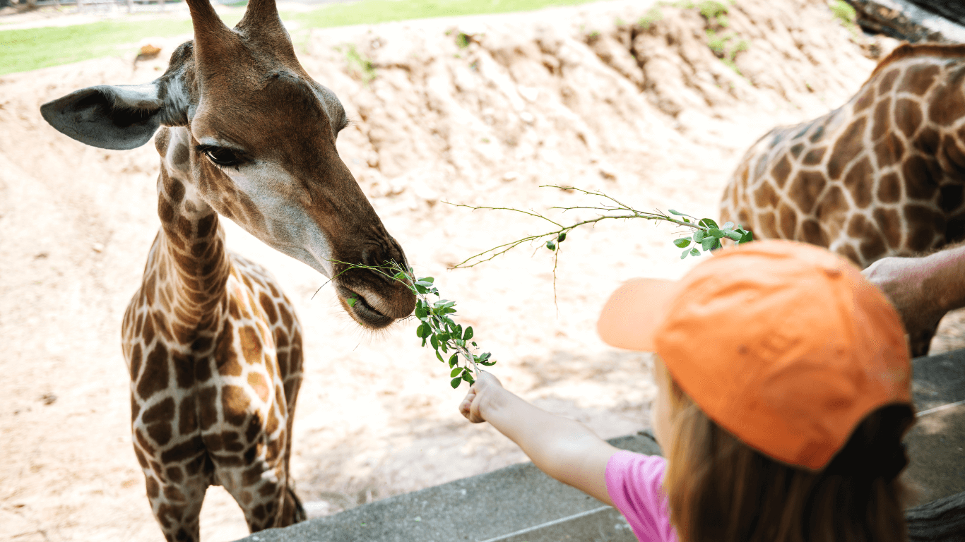 Emirates Park Zoo