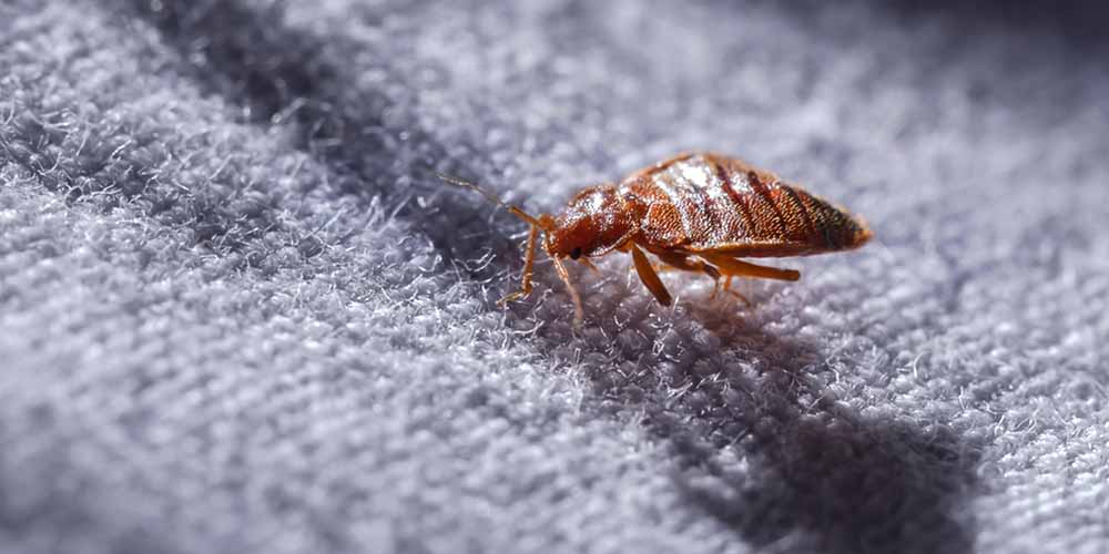 Bed bug exterminator Delaware County