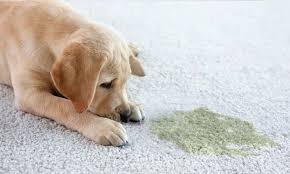 Pet odor removal service Brooklyn