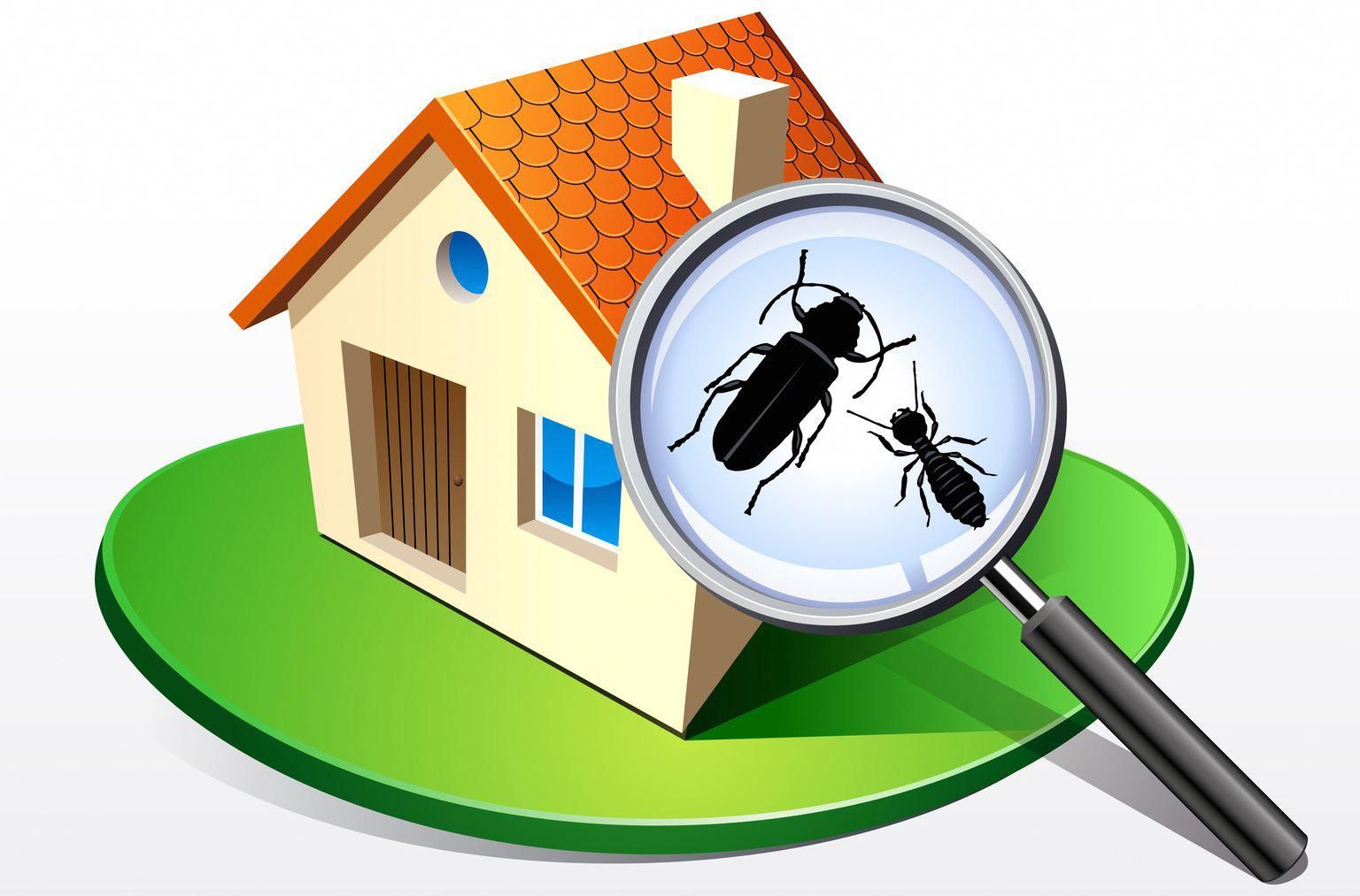 Ultimate Guide to Termite Control Services