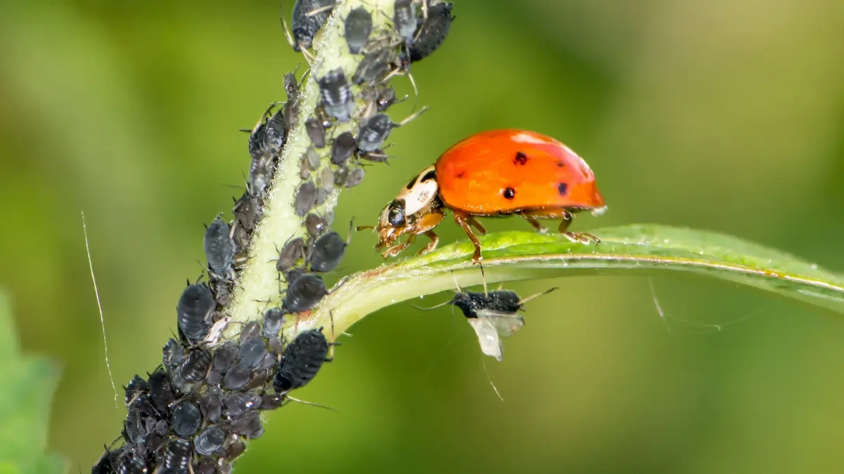 Biological Control Of Pests