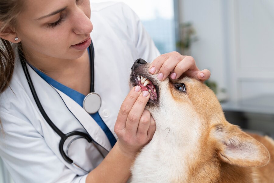 Fenbendazole Treatment Options for Your Dog