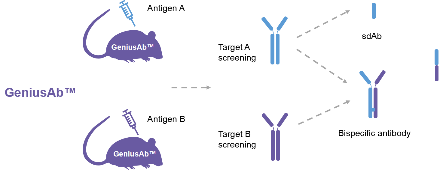 GeniusAb™: A Fully Human Single-Domain Antibody Platform