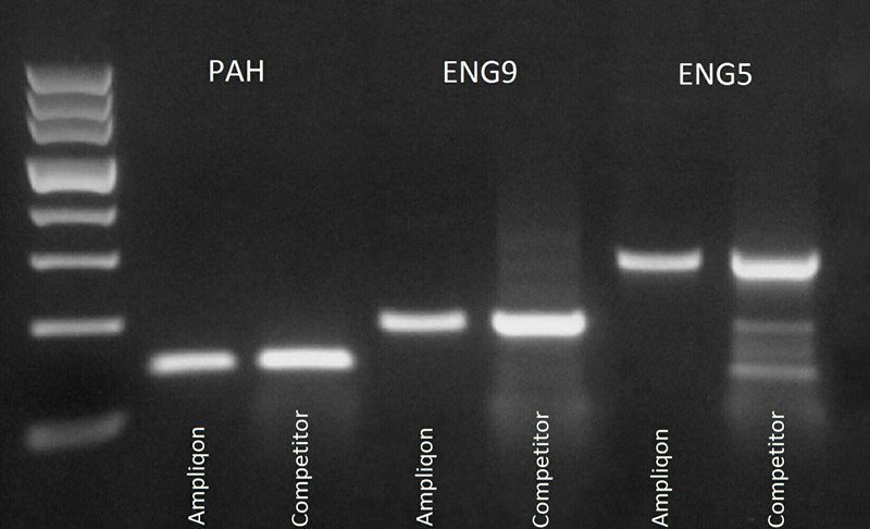 Taq DNA Polymerase