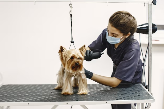 dog-grooming