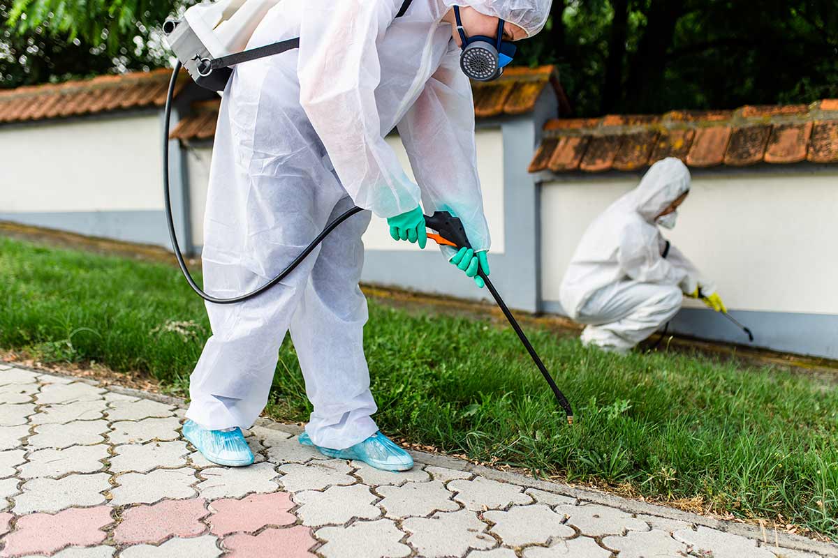 Pest Control and Guide Bug Bug Treatment